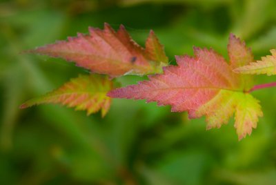 Stephanandra incisa - korunatka klaná - list podzim